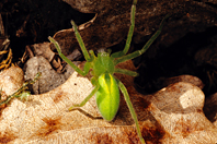 Micrommata virescens